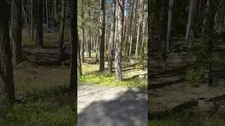 Estonia  Tallinn  Forest Cemetery #shorts