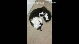 He's missing )`: || #Lost #Cat #Missing #Lost #Sad #Pets #Missingpet #imsad