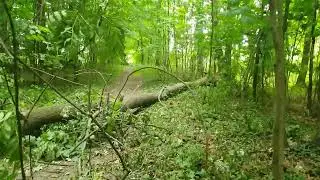 Dąbrówka górna lipca 2025