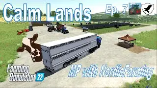 CASH COWS - FS22 MP W/ Nordic - Calm Lands Ep. 7 - Selling produce, beef cattle, feeding and water!