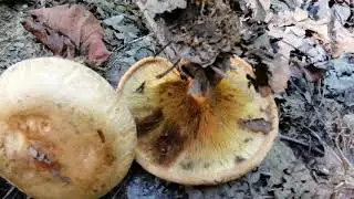 Champignon sauvage. Paxille enroul&eacute; (Paxillus involutus s. l.)