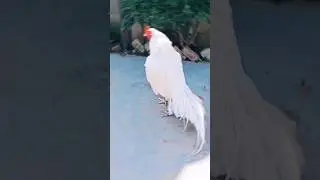 Quality Aseel #Beautiful #heera #murgha #rooster #murgha #shorts