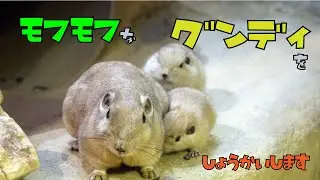 モフモフなグンディをしょうかいします！