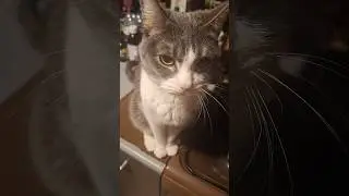 #rescue #catbaron #cute #carlthecat #love #fatcat #kitten #cats #funny #pets #catvideos #cat 😸