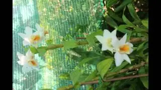 The Farmer In The Dell | เพลงที่มีความสุข