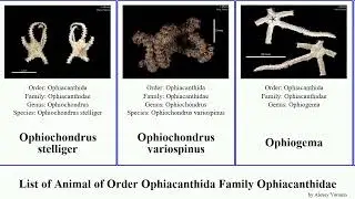List of Animal of Order Ophiacanthida Family Ophiacanthidae ophiacantha ophiomitrella ophiomyces