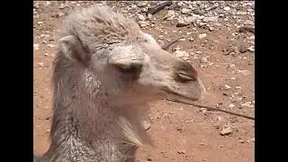 jordanie p01