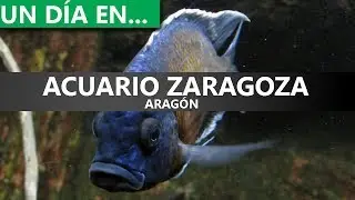 Un día en... | Acuario de Zaragoza
