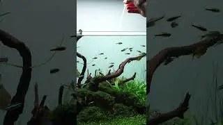 Daily routine at my 90P Nature Aquarium 😁🌿What are your daily tasks at the aquarium? 👇🏽