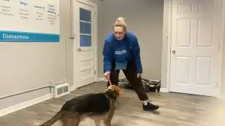 Trix- Working on leave it, off, sit, come, place, wait, look, and gentle