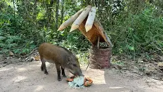 Build Wild boar Trap Using Big Palm tree #wildanimal #shortvideo #animals