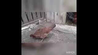 Noi modificări la gaini🐔☀️❤