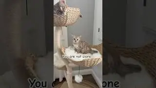You Are Not Alone 🐾 Cute Cats Bringing Comfort & Joy #cute #kitty