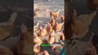 K&uuml;chenabf&auml;lle: Vom Rattenfutter zum Menschenfutter!