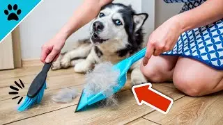 40% weniger Hundehaare im Haus mit DIESEN Tricks!