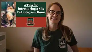 5 Tips for Introducing a Shy Cat Into Your Home