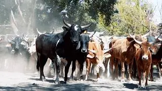 ¡¡TARDE DE CALAS EN RANCHO EL GUAMÚCHIL!! Buscando las futuras estrellas de reparo