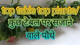 टेबल पर सजाने वाले कुछ सुंदर पौधे/some beautiful table top plants