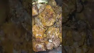 #Shorts#food #cooking Stop Debating Ignorance, it's a trap./Curry Turkey Neck
