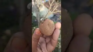 আমার শখের প্রিয় ছাদ বাগান 🪴🧿