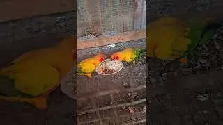 #sunconure #foryou #birds #sunconurebird #viral #lovebird #lovebirdsfarming