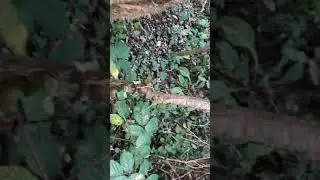 Rootball Shillelagh dig out part 1