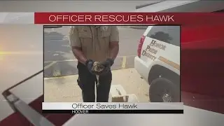 Hoover officer saves hawk