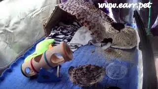 Baby Button Quail