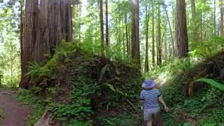 (Virtual Redwood Forest Walk (360 degree tour)) Rhododendron Trail 2