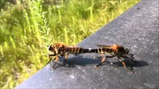 Mating Robber Flies Promachus yesonicus シオヤアブの交尾