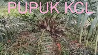 Pemberian pupuk KCL PPKS 540 27 bulan