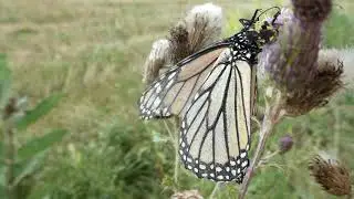 Ambush Bugs Capture Monarch Butterfly