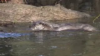 Otters on the River Stour