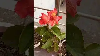 🪴Hibiscus plant care 🪴!! #homegardening #hibiscusplantcare #youtubeshorts #shorts #plantslover #yt