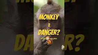 Is It Safe to Pet Monkeys in Thailand? #thailand