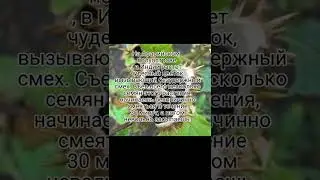 цветок смеха-дурман