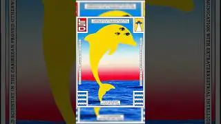 The Order of the Dolphin #dolphin #coastfiles #marinebiology #dolphins