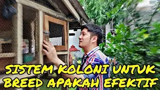 Sistem Koloni Untuk Breed Apakah Efektif !!
