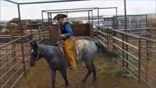 Echetas Steel Eclips blue roan ranch gelding for sale