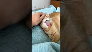 Зачем Пенни это делает?!