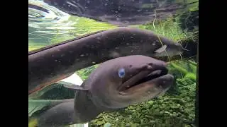 We're going inside our New Zealand long-fin eel habitat!
