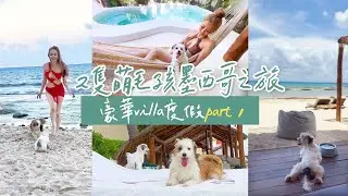 流浪狗找到家🐶 墨西哥寵物友善海灘villa part 1～狗兒連餐廳都能去！#cancun