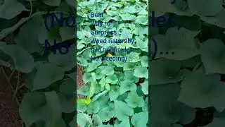 Best way to NATURALLY suffocate weed in your Yam farm!😱😲! #shortsvideo #yamfarm #yamfarming