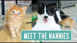 Billy Bob Meets His Nannies