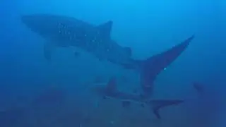 MARIUS ZABINSKI      -WHALE  SHARK  - SUPER - SOCORRO  ISLAND