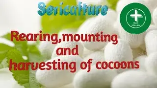 silkworm rearing, mounting and harvesting of cocoons/ sericulture, ento 321 b.sc agriculture