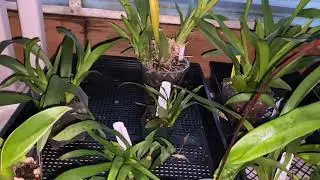 Oncidium Twinkle: How I care for this mini orchid&hellip; #carecollab