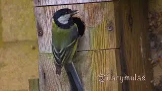 Tits in the garden