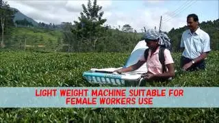 SINGLE MAN TEA PLUCKING SYSTEM