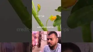 peanut life cycle | #shorts #plants #reaction #short